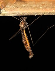 Tipula metacomet