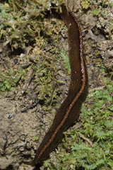 Australopacifica jacksoniana