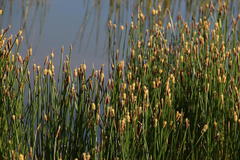 Eleocharis limosa