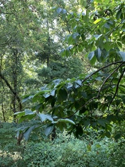 Asimina triloba