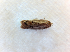 Acantholena siccella