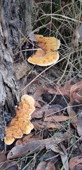Postia pelliculosa
