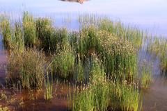 Eleocharis limosa