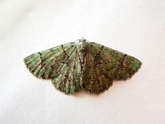 Aeolochroma hypochromaria