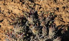 Euphorbia braunsii