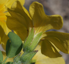 Oxalis frutescens