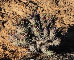 Euphorbia braunsii