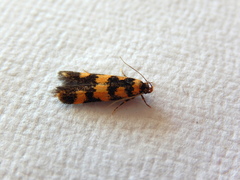 Cirromitra tetratherma