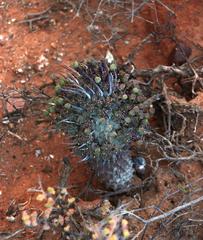 Euphorbia braunsii