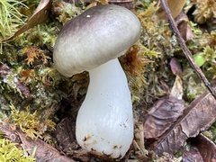 Russula azurea