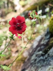 Potentilla thurberi