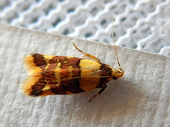 Callithauma callianthes