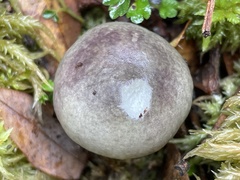 Russula azurea