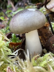 Russula azurea