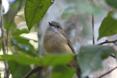 Pachycephala