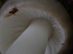 Russula azurea