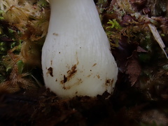 Russula azurea