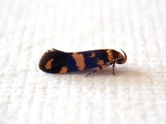 Catadoceta xanthostephana