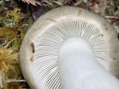 Russula azurea