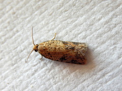 Constrictana constrictana