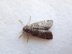 Corula geometroides