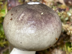 Russula azurea