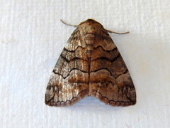 Dysbatus singularis