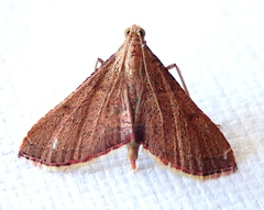 Endotricha ignealis