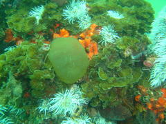 Exallosorus harveyanus