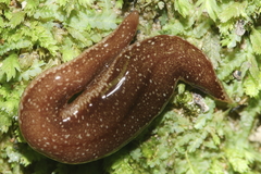 Australopacifica spectabilis