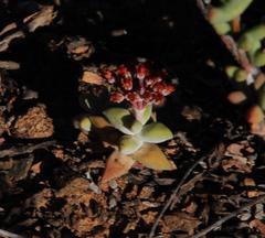 Crassula deltoidea