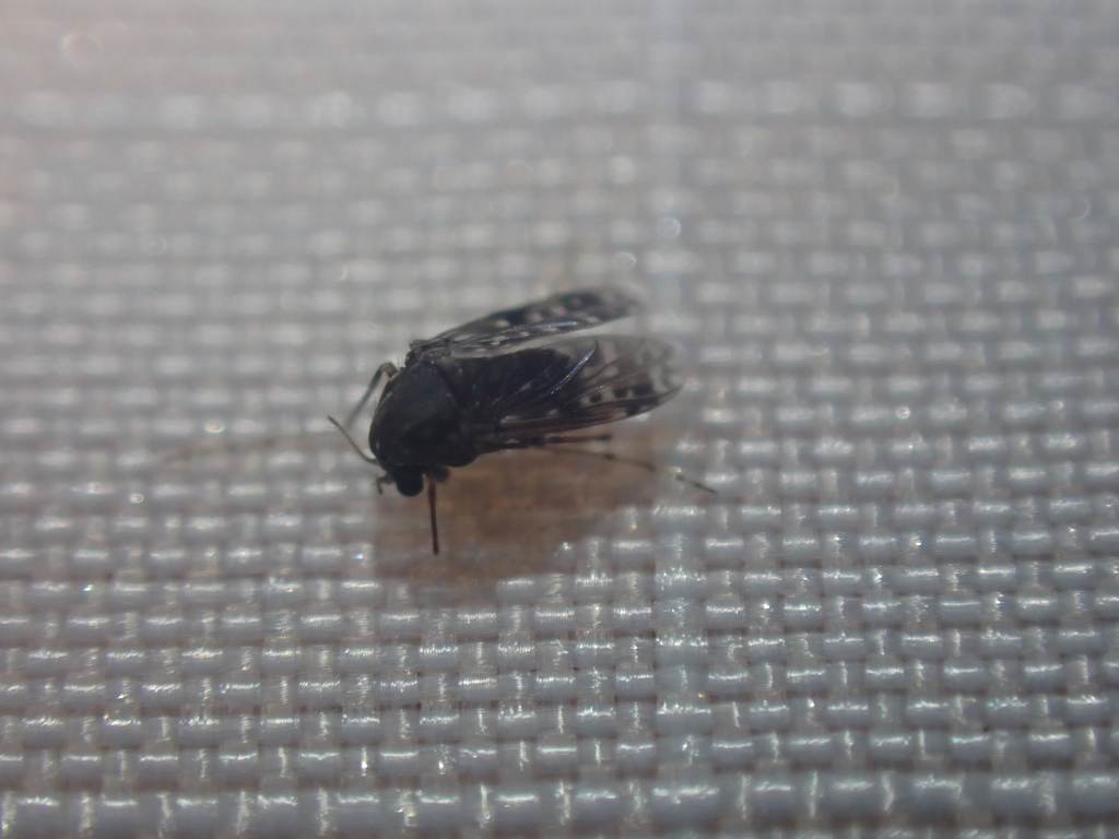 Chironomoidea from Lewisville, TX, USA on September 9, 2021 at 0930 PM