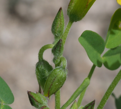 Oxalis frutescens