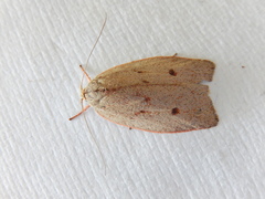 Euchaetis