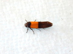 Hemibela