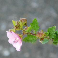 Anisodontea capensis