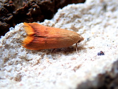 Aeolothapsa xantholoma