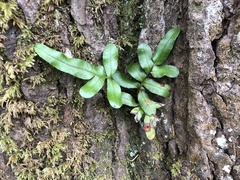 Polypodium scouleri image