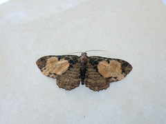 Scotocyma albinotata