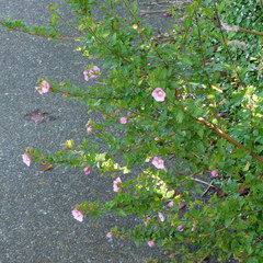 Anisodontea capensis