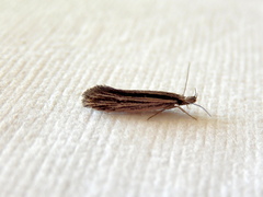 Leptosaces schistopa