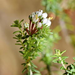 Agathosma ciliata