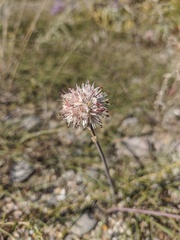 Allium tarkhankuticum