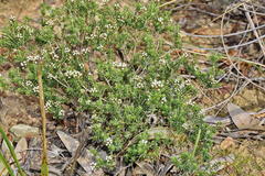 Agathosma ciliata