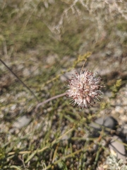 Allium tarkhankuticum