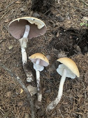 Agaricus nanaugustus