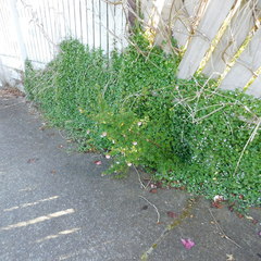 Anisodontea capensis