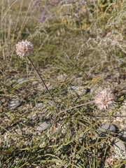 Allium tarkhankuticum