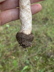 Agaricus nanaugustus