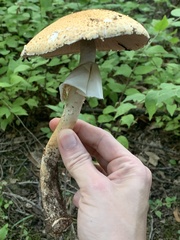 Agaricus nanaugustus